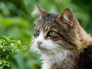 Preview wallpaper cat, furry, grass, spotted, muzzle