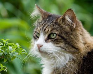 Preview wallpaper cat, furry, grass, spotted, muzzle