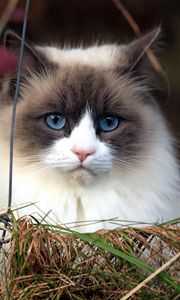 Preview wallpaper cat, furry, grass, muzzle, blue eyes