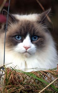 Preview wallpaper cat, furry, grass, muzzle, blue eyes