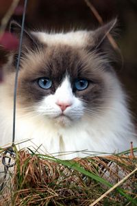 Preview wallpaper cat, furry, grass, muzzle, blue eyes