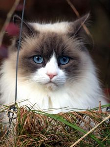 Preview wallpaper cat, furry, grass, muzzle, blue eyes