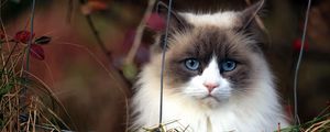 Preview wallpaper cat, furry, grass, muzzle, blue eyes