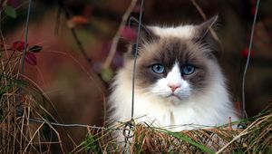 Preview wallpaper cat, furry, grass, muzzle, blue eyes