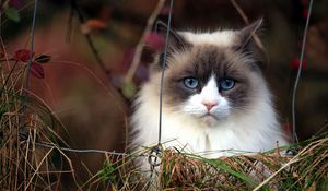 Preview wallpaper cat, furry, grass, muzzle, blue eyes