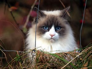 Preview wallpaper cat, furry, grass, muzzle, blue eyes