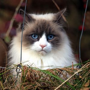 Preview wallpaper cat, furry, grass, muzzle, blue eyes