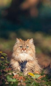 Preview wallpaper cat, furry, grass, autumn