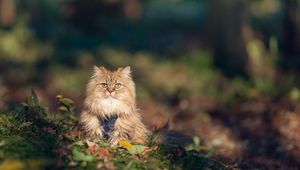 Preview wallpaper cat, furry, grass, autumn