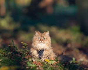 Preview wallpaper cat, furry, grass, autumn