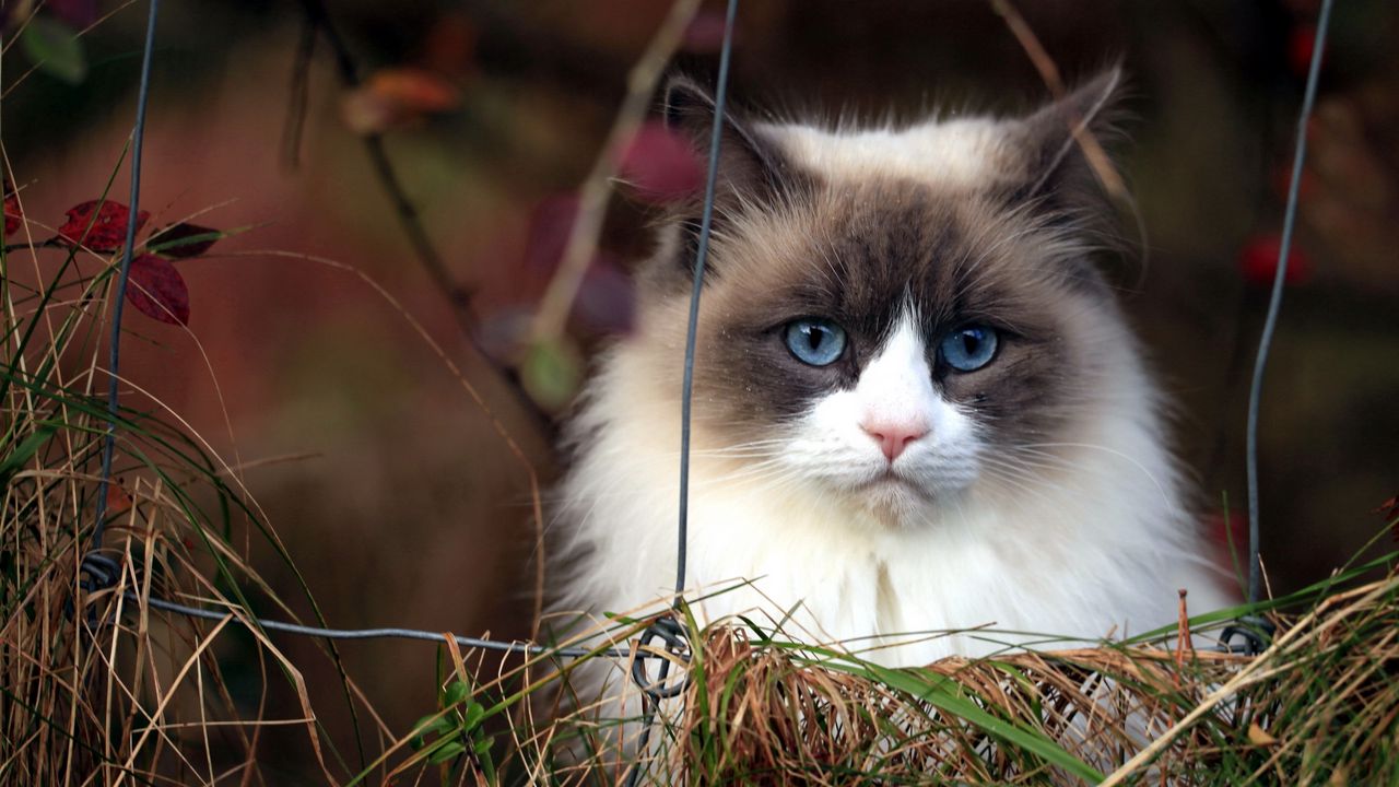 Wallpaper cat, furry, grass, blue-eyed