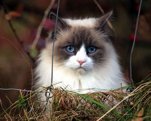 Preview wallpaper cat, furry, grass, blue-eyed