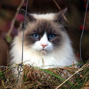 Preview wallpaper cat, furry, grass, blue-eyed