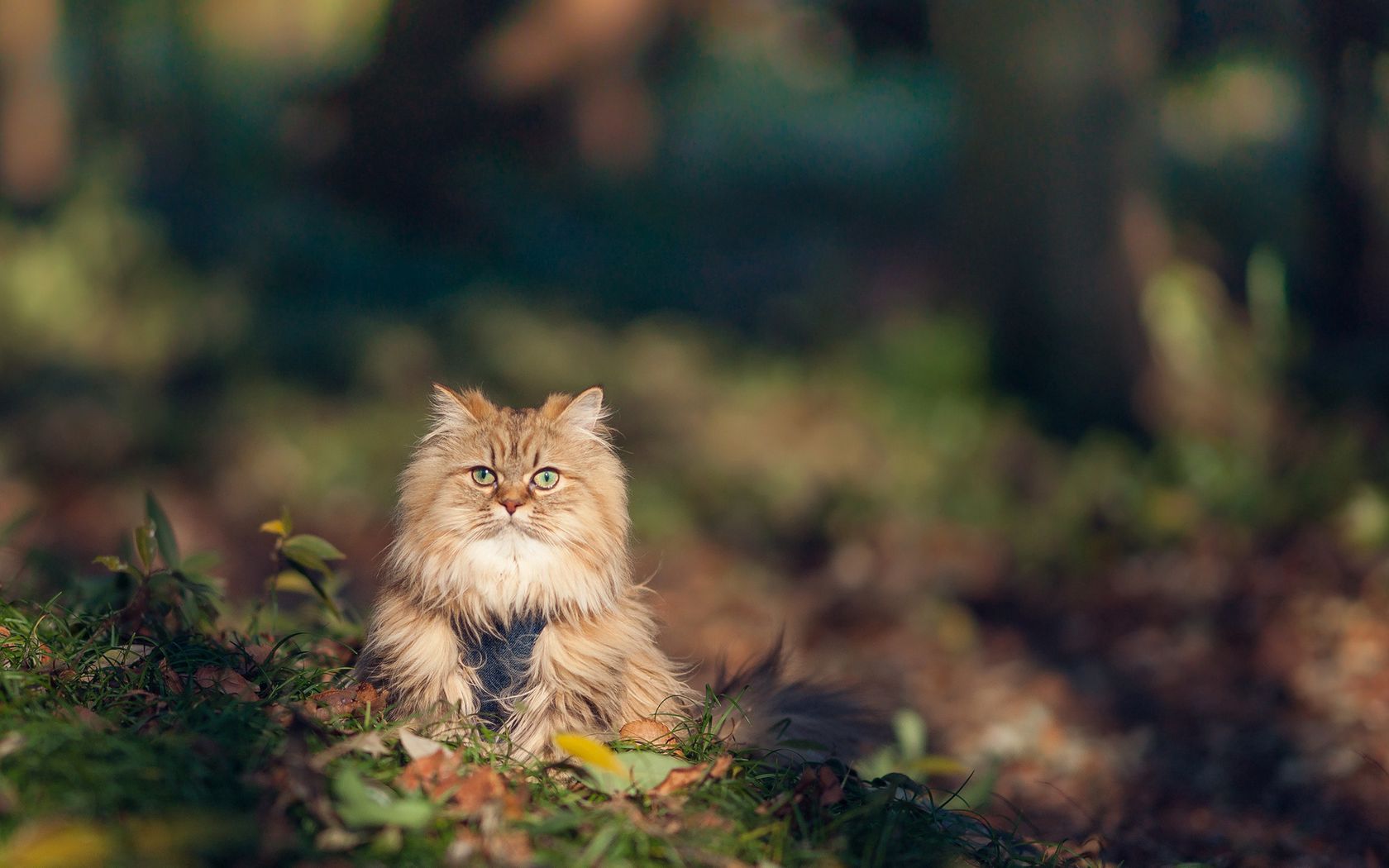 Download wallpaper 1680x1050 cat, furry, grass, autumn widescreen 16:10 ...