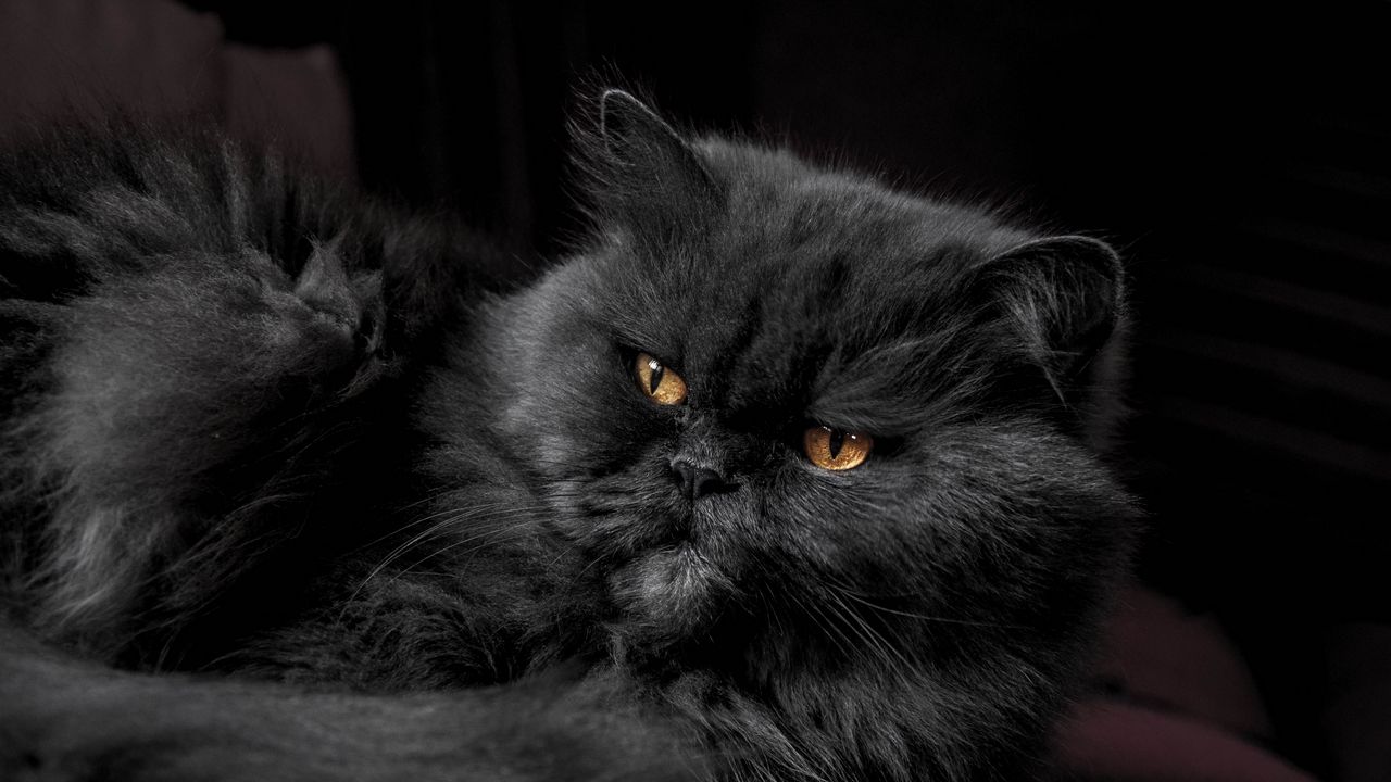 Wallpaper cat, furry, gray