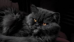 Preview wallpaper cat, furry, gray