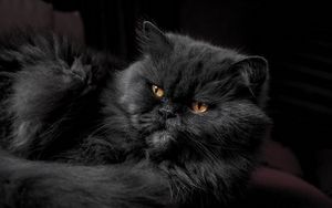 Preview wallpaper cat, furry, gray