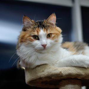 Preview wallpaper cat, furry, look