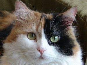 Preview wallpaper cat, furry, look