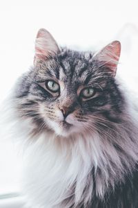 Preview wallpaper cat, furry, muzzle