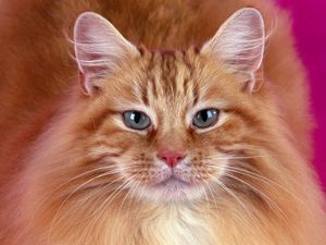 Preview wallpaper cat, furry, muzzle