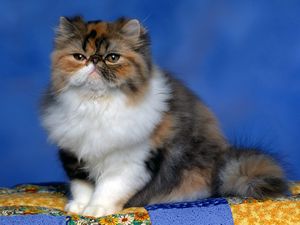 Preview wallpaper cat, furry, muzzle