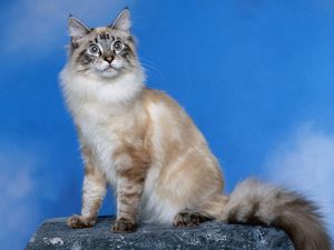Preview wallpaper cat, furry, photo shoot