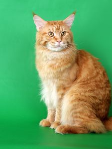 Preview wallpaper cat, furry, purebred, photo shoot, beautiful