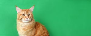 Preview wallpaper cat, furry, purebred, photo shoot, beautiful