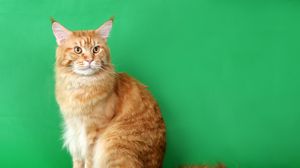 Preview wallpaper cat, furry, purebred, photo shoot, beautiful