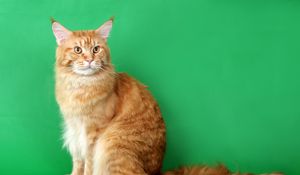 Preview wallpaper cat, furry, purebred, photo shoot, beautiful