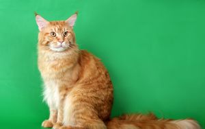 Preview wallpaper cat, furry, purebred, photo shoot, beautiful