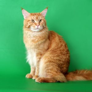 Preview wallpaper cat, furry, purebred, photo shoot, beautiful