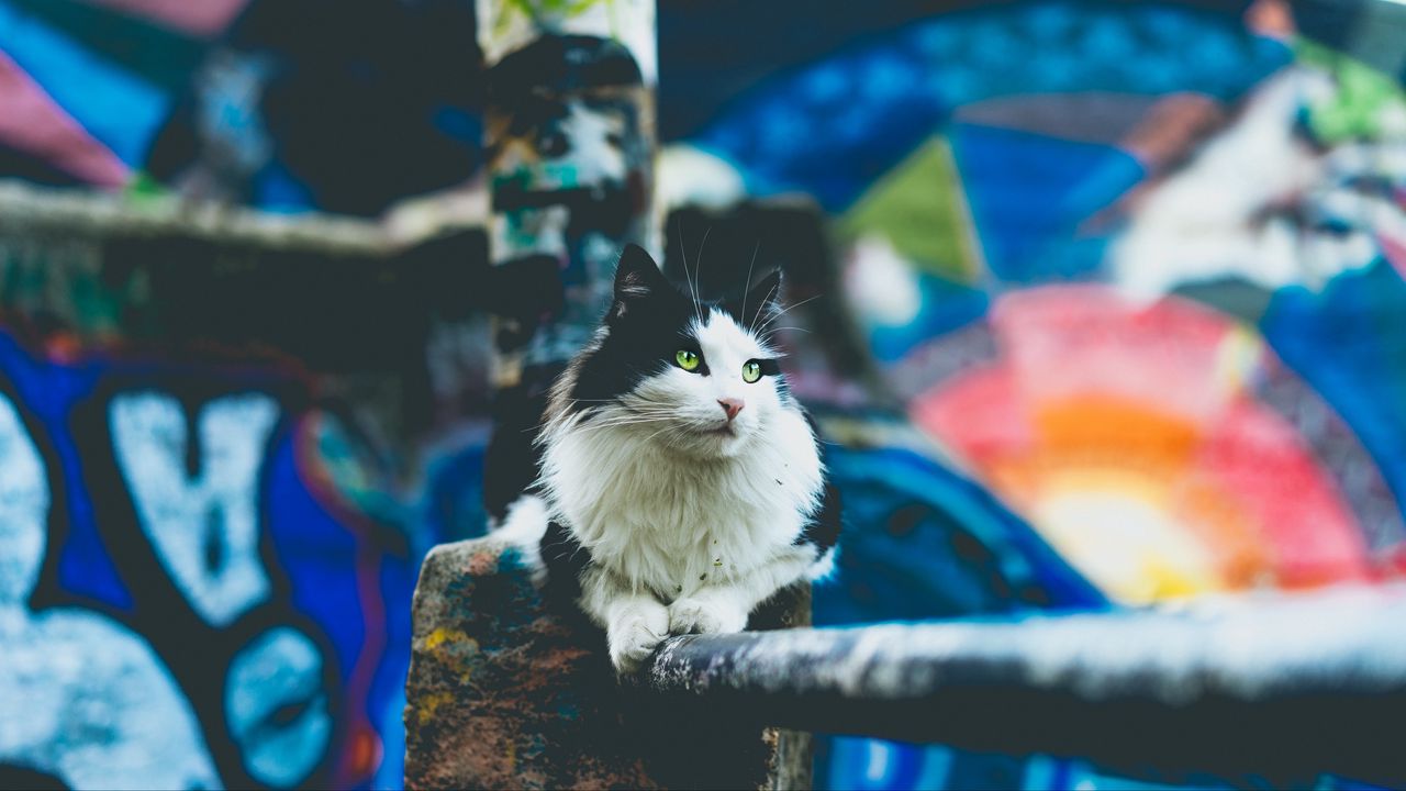 Wallpaper cat, furry, sitting, blur