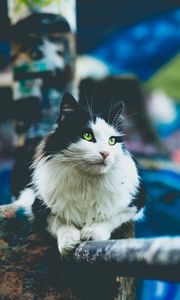 Preview wallpaper cat, furry, sitting, blur