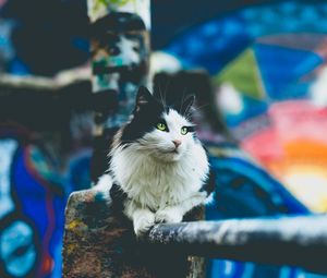 Preview wallpaper cat, furry, sitting, blur