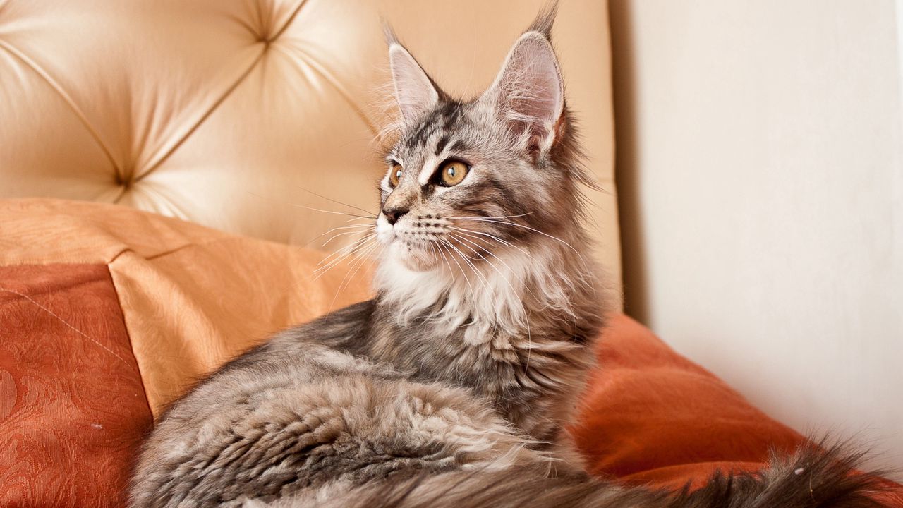 Wallpaper cat, furry, sofa, lying