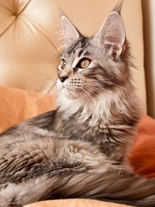 Preview wallpaper cat, furry, sofa, lying