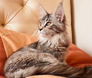 Preview wallpaper cat, furry, sofa, lying