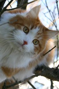 Preview wallpaper cat, furry, spotted, wood, branches, sit