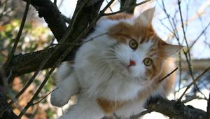 Preview wallpaper cat, furry, spotted, wood, branches, sit