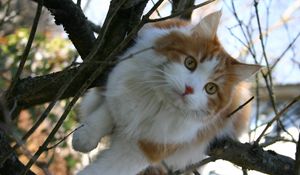 Preview wallpaper cat, furry, spotted, wood, branches, sit