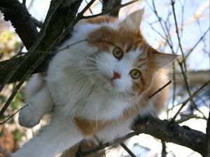 Preview wallpaper cat, furry, spotted, wood, branches, sit