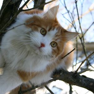 Preview wallpaper cat, furry, spotted, wood, branches, sit