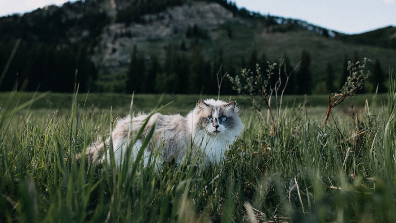 Wallpaper cat, furry, walk, grass
