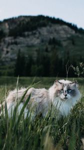 Preview wallpaper cat, furry, walk, grass