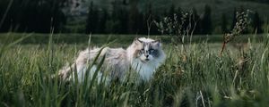 Preview wallpaper cat, furry, walk, grass