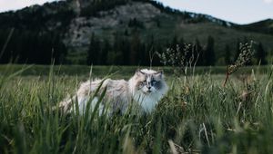 Preview wallpaper cat, furry, walk, grass