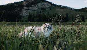 Preview wallpaper cat, furry, walk, grass