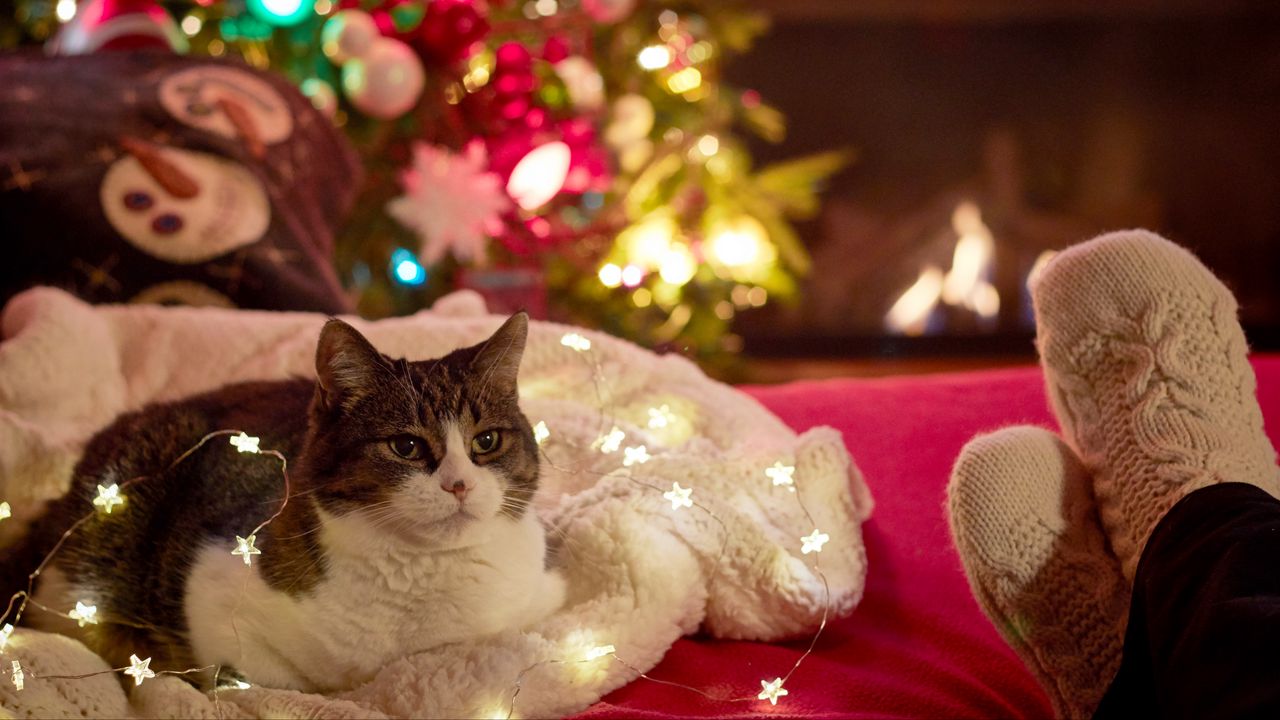Wallpaper cat, garland, christmas tree, new year, christmas